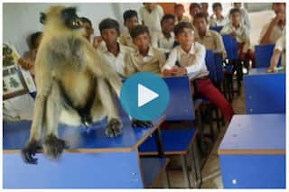Monkey Attends Classes With Students In Jharkhand's Hazaribagh, Comes to School Every Morning | See Pics