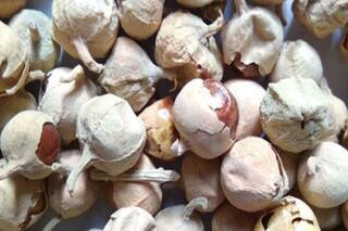 पनीर ही नहीं बल्कि पनीर का फूल भी है सेहत के लिए फायदेमंद, जानें इस फूल के बारे में सबकुछ