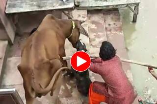 Pitbull Ka Video: पिटबुल डॉग ने बुरी तरह जकड़ लिया गाय का जबड़ा, छुड़ाने गए लोग भी हिल गए- देखें वीडियो
