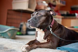 Stray Pitbull Attacks Man's Private Part In Haryana   s Karnal, Locals Beat Dog To Death