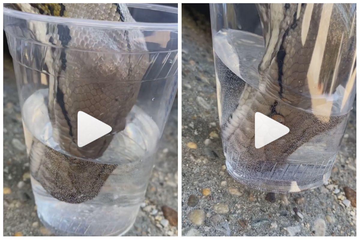 Viral Video: Thirsty Cobra Drinks Water From A Glass, Internet Stunned