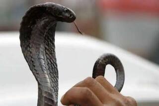 आसमान में उड़ रहे हवाई जहाज में अचानक निकल आया सांप, यात्रियों में मचा हड़कंप, जानिए फिर क्या हुआ