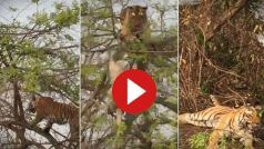 Bandar Ka Video: बाघ के साथ माइंडगेम खेलने लगा बंदर, कर दी ऐसी हालत नानी याद आ गई- देखें वीडियो