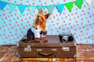 Train Travel With Pets: 10 Pro Tips For Affordable And Happy Journey