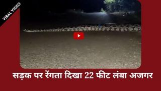 Viral Video: सड़क पर रेंगता दिखा अजगर, वीडियो देख कांप उठेगी रूह | Watch Video