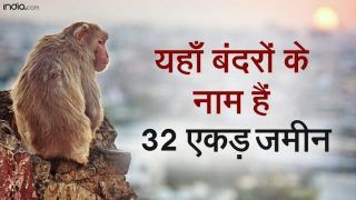यहाँ बंदरों के नाम है 32 एकड़ जमीन, ठाट बाट देख चौंक जाएंगे आप। Watch Video