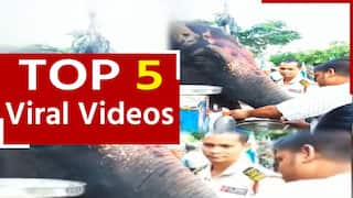 Viral Video: भरे पूरे बाजार में हाथी ने चटकारे लेकर खाए गोलगप्पे, वीडियो देख दंग रह गए लोग | देखें वीडियो Watch Video