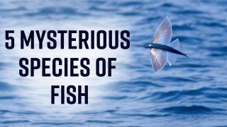 These Mysterious Species Of Fish Found In 2022 Will Leave You Speechless | Watch Video