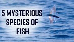 These Mysterious Species Of Fish Found In 2022 Will Leave You Speechless | Watch Video