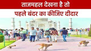 Taj Mahal: ताजमहल में बंदरों के आतंक से Tourist परेशान, सुरक्षा के सभी इंतजाम हुए फेल | देखें वीडियो