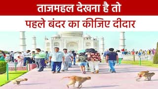 Taj Mahal: ताजमहल में बंदरों के आतंक से Tourist परेशान, सुरक्षा के सभी इंतजाम हुए फेल | देखें वीडियो