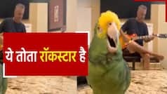 Viral Video: गिटार की धुन पर तोते ने लगाए सुर, देखें Rockstar तोते का क्यूट वीडियो