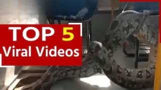 Viral Video: स्कूल बस में मिला मोटा अजगर, वीडियो देख सहम जाएंगे आप | Watch Video