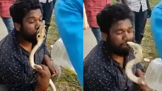 Horrifying! Karnataka Man Tries to Kiss King Cobra, Gets Bitten on The Lip | Watch