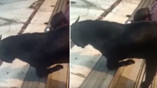 Viral Video: Goat Seen Praying, Kneeling Down to Lord Shiva During Aarti At Kanpur Temple | Watch