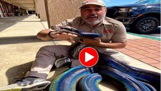 Viral Video: Man Holds Rainbow Reticulated Python in Arms, Leaves Netizens Mesmerized. Watch