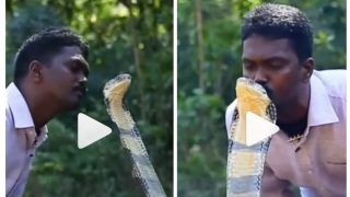 Viral Video: Man Kisses King Cobra on Head, Leaves Netizens Terrified | Watch