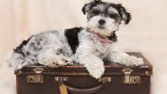 Paw-Parents Attention! Planning A Trip With Your Pet On Plane? Here Is All You Need To Know