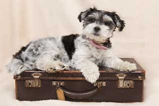 Paw-Parents Attention! Planning A Trip With Your Pet On Plane? Here Is All You Need To Know