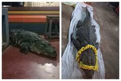 Vegetarian Crocodile ‘Babiya’ That Lived In Kerala Temple Pond Dies At 70, Hundreds Pay Homage
