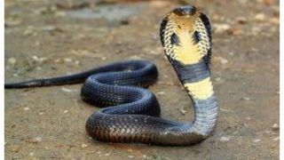 VIRAL: King Cobra Dies After Biting Drunk Man, He Reaches Hospital With Dead Snake | VIDEO INSIDE
