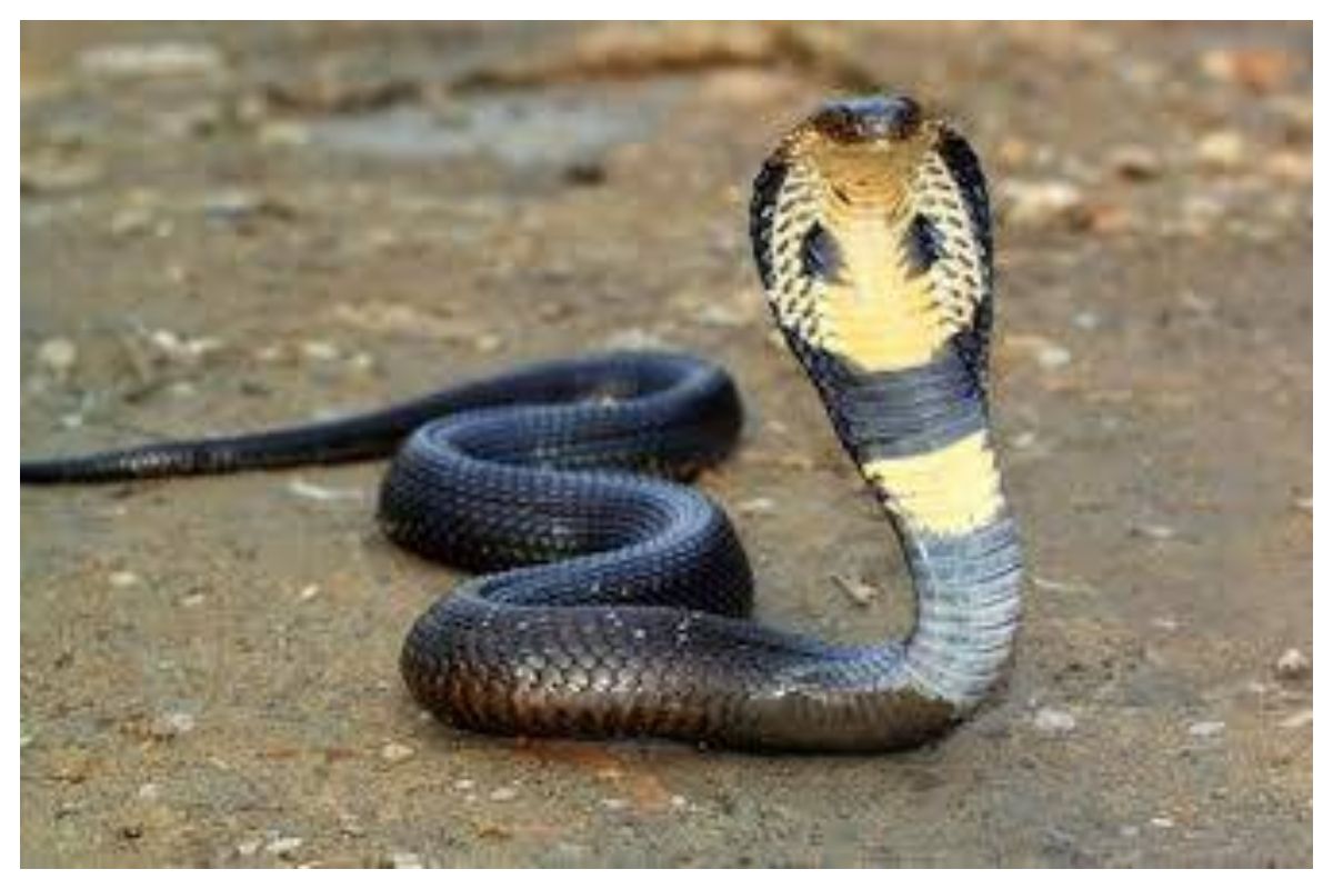 Scary encounter 🐍 #cobra #snake #india #danger #humor #fypシ #fyp