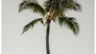 High Drama Unfolds As Contractor Climbs Coconut Tree In Kerala’s Palliyodu, Threatens To Jump If Dues Not Cleared