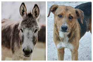 Pakistan To Export Donkeys And Dogs To China