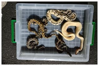 Many Animals Of Exotic Species Seized From Import Consignment At Air Cargo Complex, Mumbai