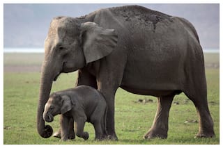 Elephant And Calf Killed By Train In Assam, Forest Officials Say Railways Was Alerted About Their Movement