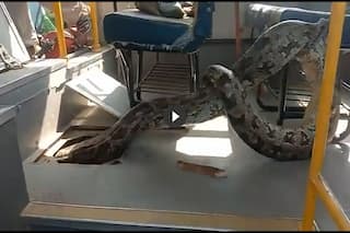 Viral: Huge Python Crawls Inside School Bus In UP, Rescued By Forest Officials | Watch Video