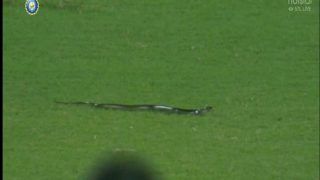 IND vs SA 2nd T20: Snake Crawls Onto The Field, Interrupts Play But Hogs Limelight