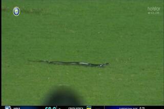 IND vs SA 2nd T20: Snake Crawls Onto The Field, Interrupts Play But Hogs Limelight