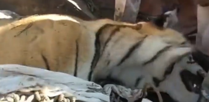 Man-Eating Tiger That Killed 10 Shot Dead In Bihar