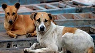 These 11 Dog Breeds Face Ban In Gurgaon - Full List Here