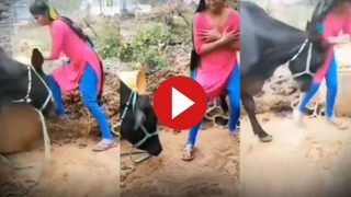 Ladki Ka Video: भैंस को चारा देकर नागिन डांस करने लगी लड़की, तभी ऐसा पटका फिर उठ ना सकी बेचारी | देखें वीडियो