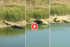 Viral Video: Crocodile Faces Off Against Python Then Sneakily Attacks. Watch Who Wins