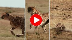 Cheetah Ka Video: चीते ने अचानक बोल दिया वाइल्डबीस्ट पर धावा, नहीं देखी होगी जिंदगी-मौत की ऐसी जंग | देखिए वीडियो
