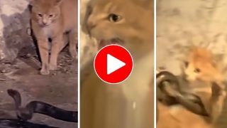 Cobra Aur Billi Ki Ladai: कोबरा और बिल्ली में हुई इतनी खतरनाक लड़ाई, जिसने देखा दिमाग ही चकरा गया | देखें ये Video