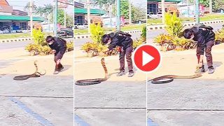 Viral Video: Boy Catches King Cobra With Its Tail, Watch What Happens Next