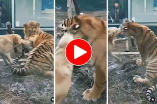 Viral Video: Dog Tries To Bite Off Tiger's Ear, Lion Stands Nearby To Watch Them Fight