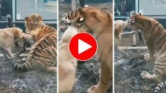 Wild Animal Video: शिकार करने गया तो कुत्ते ने ही पकड़ लिया बाघ का कान, मदद के लिए शेर को बुलाया पर वो भी नहीं आया- देखें वीडियो