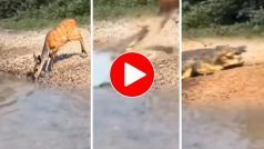 Magarmach Ka Video: हिरण को दबोचने के लिए पानी से सरपट निकला मगरमच्छ, फिर जो हुआ होश उड़ जाएंगे- देखें वीडियो
