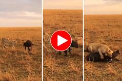Viral Video: 3 Lions Attack Lone Buffalo Calf Grazing In Field. Watch Heartbreaking Clip