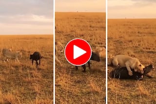 Viral Video: 3 Lions Attack Lone Buffalo Calf Grazing In Field. Watch Heartbreaking Clip