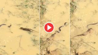 Viral Video: King Cobra Goes to Hunt In Water, Comes Across Mongoose. Watch What Happens Next