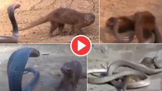 Viral Video: King Cobra And Mongoose Fight To Death, Watch Who Wins!