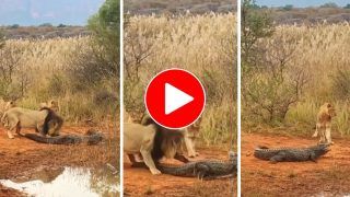 Viral Video: Crocodile Gets Trapped Among Pack Of Lions, Watch What Happens Next