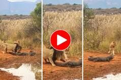 Viral Video: Crocodile Gets Trapped Among Pack Of Lions, Watch What Happens Next