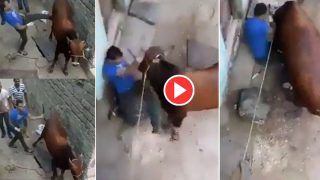 Viral Video: Man Kicks Cow, Twists Its Tail, Gets a Good Beating In Return. Watch